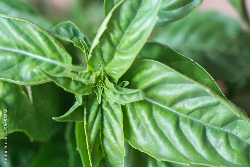 Fototapeta premium fresh basil leaves on wooden table macro
