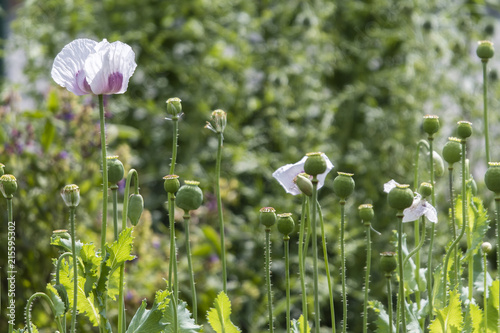 Fototapeta Naklejka Na Ścianę i Meble -  Flower and the poppy.