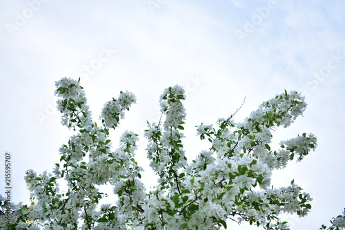 Background for the site