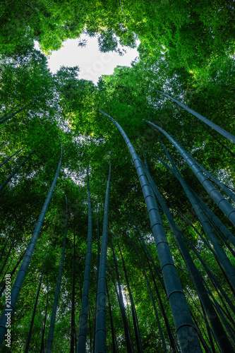 Arashiyama bamboo forest in Kyoto, Japan