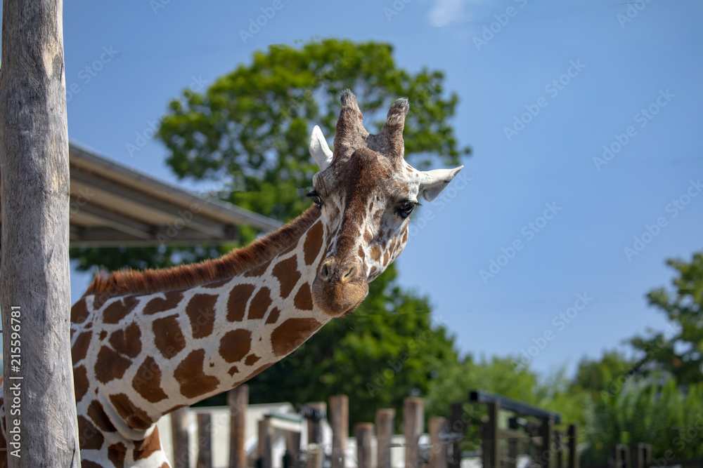 Giraffe In Odense Zoo Denmark Stock Photo Adobe Stock