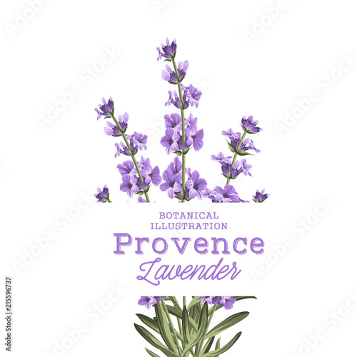 The lavender elegant card. Botanical illustration of provence lavender. Bouquet of violet flowers and text sign in vintage style. Card with custom sign and place for your text. Vector illustration.