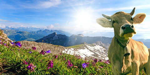 Gartenposter Kuh Lächelnde Kuh auf Schweizer Alpenwiese  © doris oberfrank-list