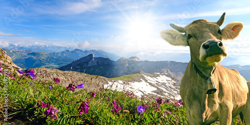 Szczęśliwa krowa w Szwajcarii :)