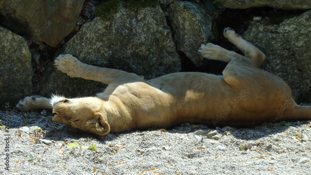 Obraz premium schlafende Löwin 