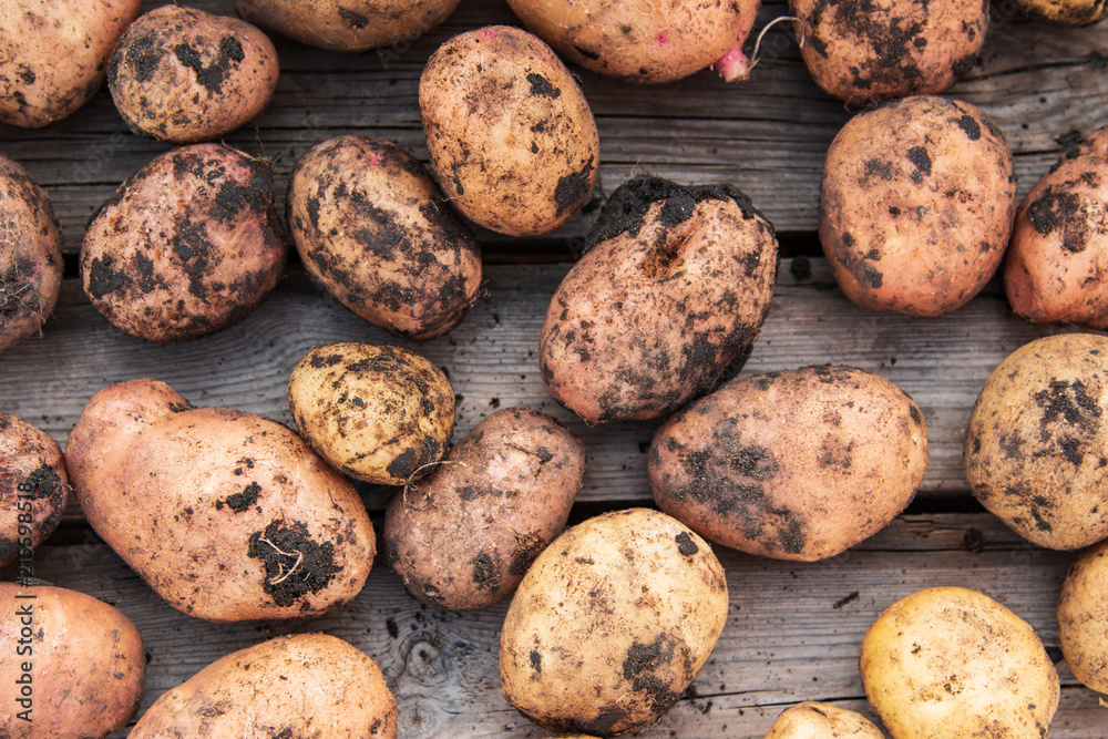 fresh potatoes on a wooden background fresh potatoes on a wooden background