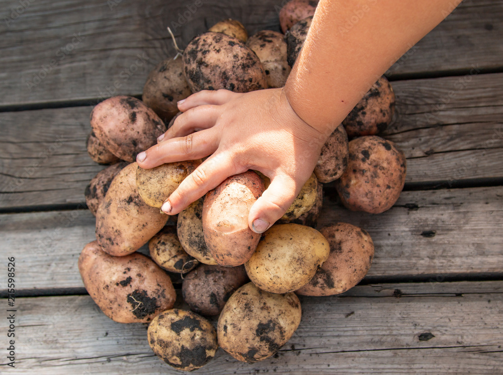 fresh potatoes on a wooden background fresh potatoes on a wooden background