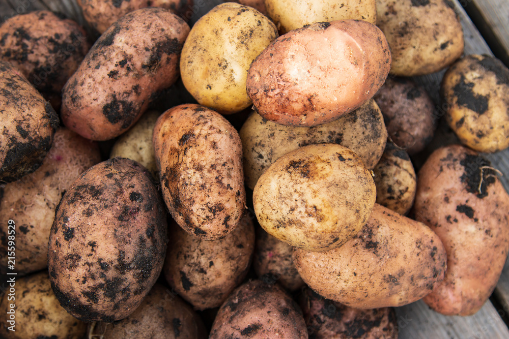 fresh potatoes on a wooden background fresh potatoes on a wooden background