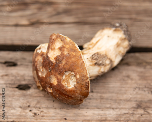 forest mushrooms on a wooden background photo