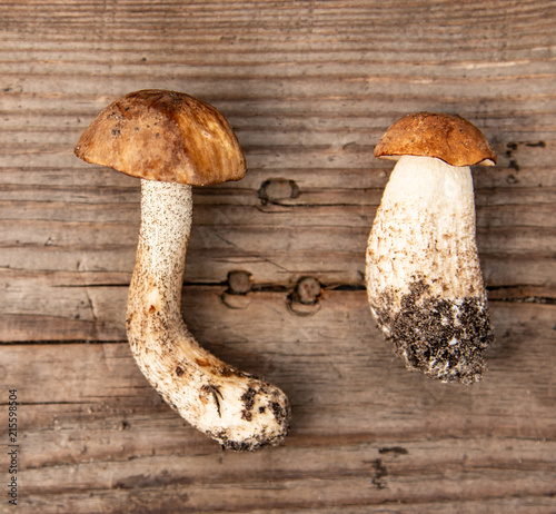 forest mushrooms on a wooden background photo