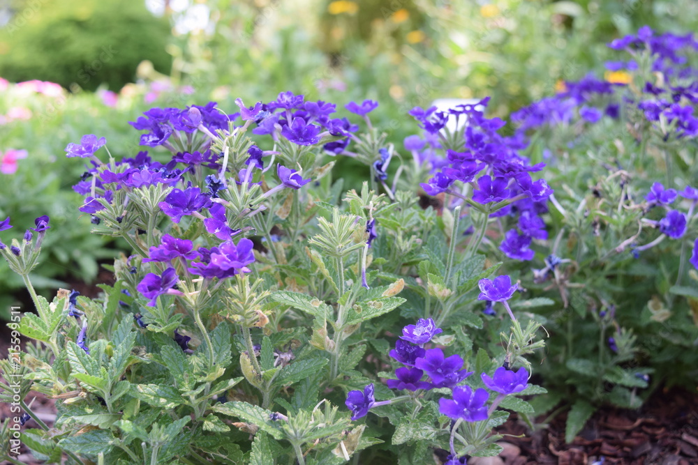 Obraz premium Small Violet Flowers