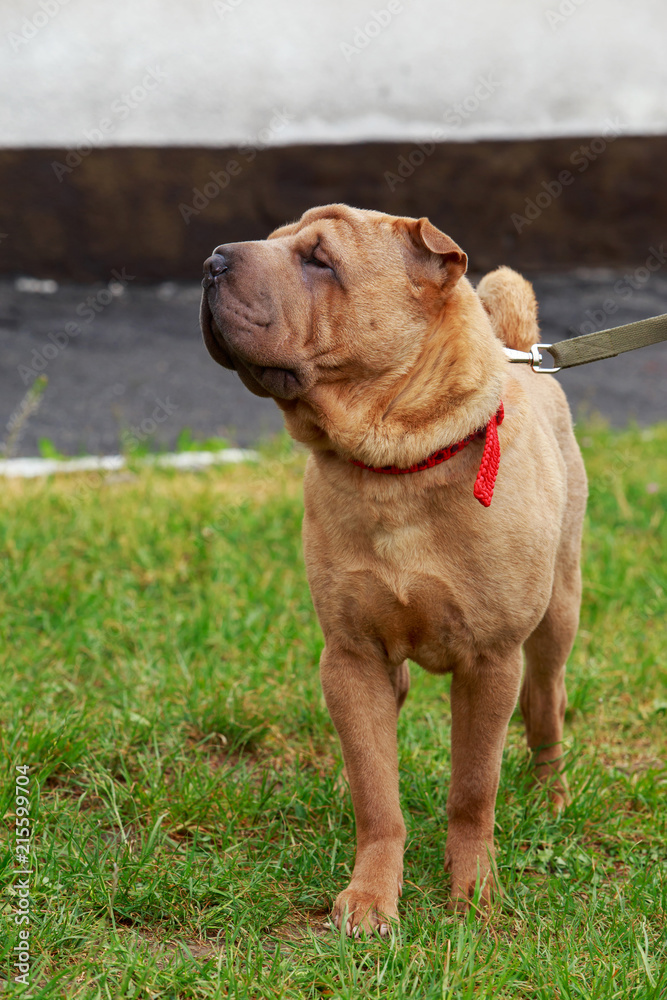 Shar Pei dog