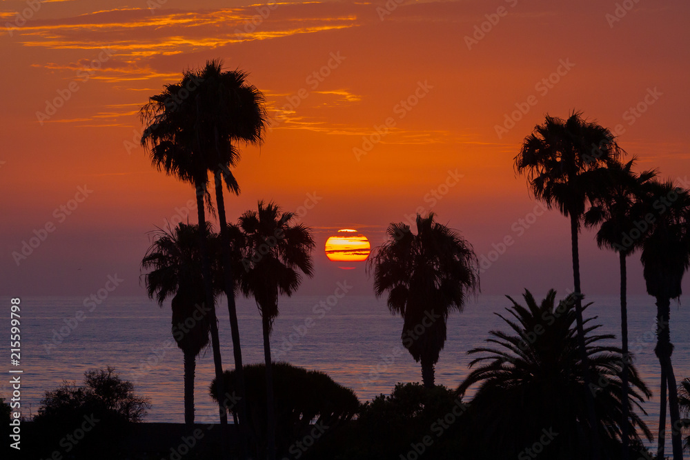 Sunset Through Palm Trees Over LaJolla Beach California