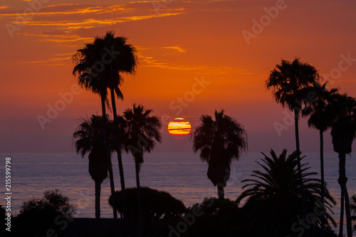 Sunset Through Palm Trees Over LaJolla Beach California © jbrown
