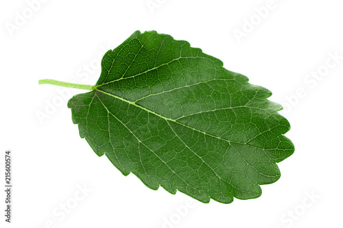 Mulberry leaf isolated