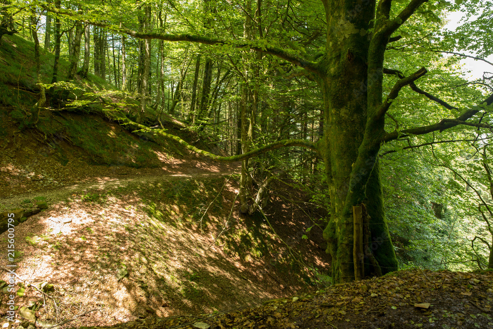 Way of santiago in the pirneos by valcarlos