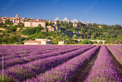 Sault village lavender field in Provence, France photo