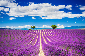 Sierkussen Paars Lavendelvelden van Valensole in Provence  © ecstk22