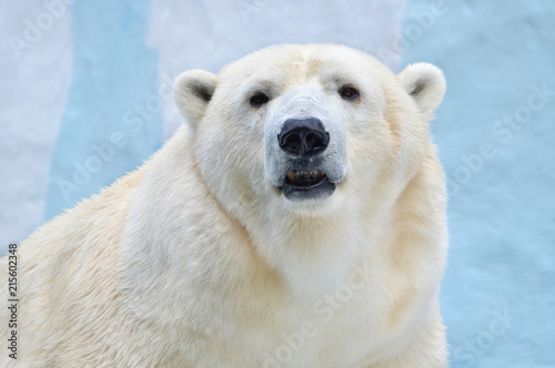 Белый медведь.