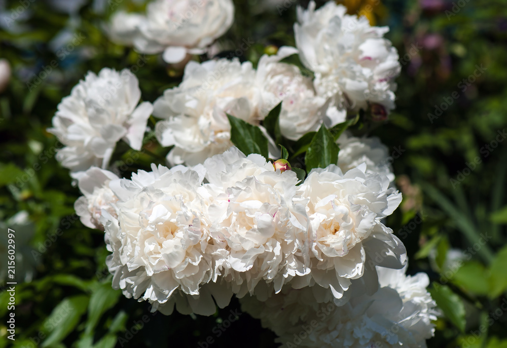 White peonies with unblown buds in the garden. Blooming white peony against a background of blurry green leaves. White peonies with unblown buds in the garden. Blooming white peony against a background of blurry green leaves.