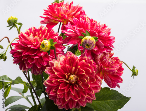 Fototapeta Naklejka Na Ścianę i Meble -  Red dahlia flower isolated on white background