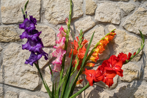 Fototapeta Naklejka Na Ścianę i Meble -  Head of  gladiolus flower against the background of a limestone wall