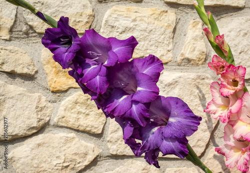 Fototapeta Naklejka Na Ścianę i Meble -  Head of  gladiolus flower against the background of a limestone wall