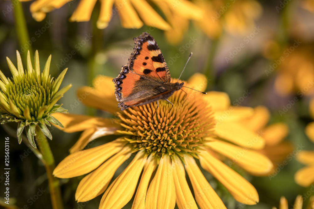 Naklejka premium Painted Lady (Vanessa cardui), butterfly feeding on Black eyed Susan(Rudbeckia hirta), in garden