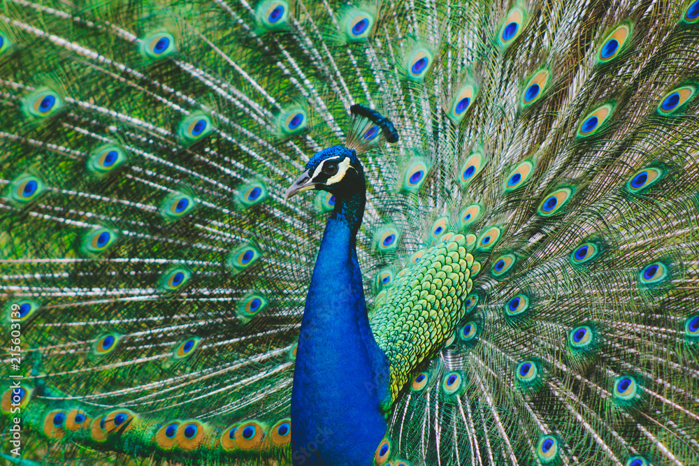 Fototapeta premium Peacock spreading his tale closeup