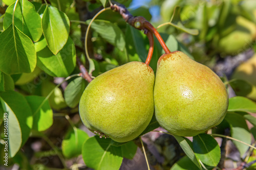 Two green pears hanging at tree