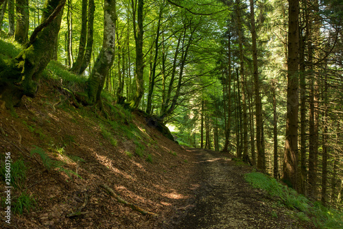 Way of santiago in the pirneos by valcarlos