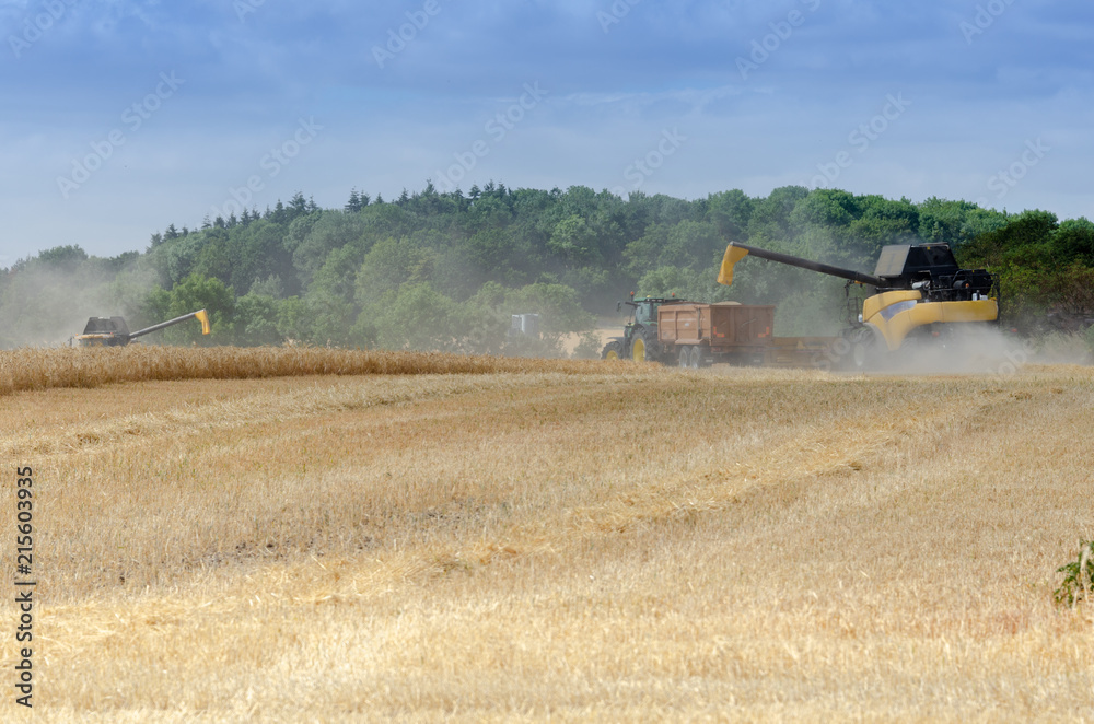 Obraz premium combine harvester collecting grain from field and pumping it into trailer attached to a tractor