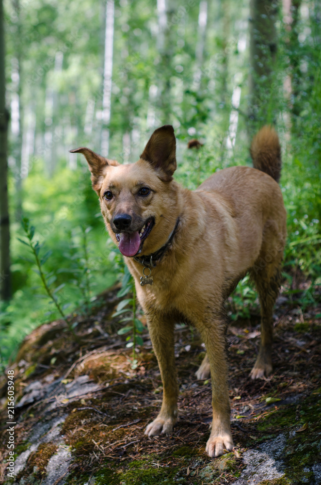 Naklejka premium Red dog in the forest