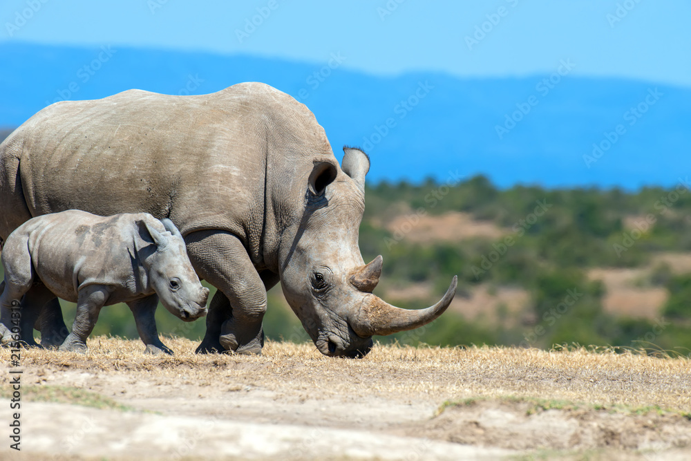 Fototapeta Afrykańska biała nosorożec
