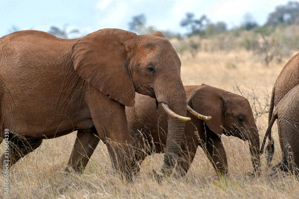 Elephant in National park of Kenya