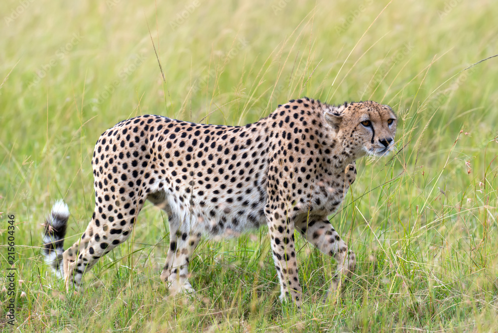 Naklejka premium Wild african cheetah