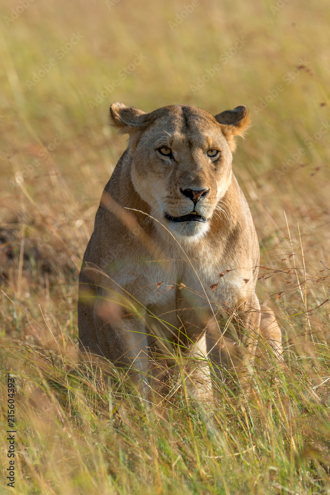 Naklejka premium Lion in National park of Kenya