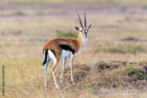Thomson's gazelle on savanna