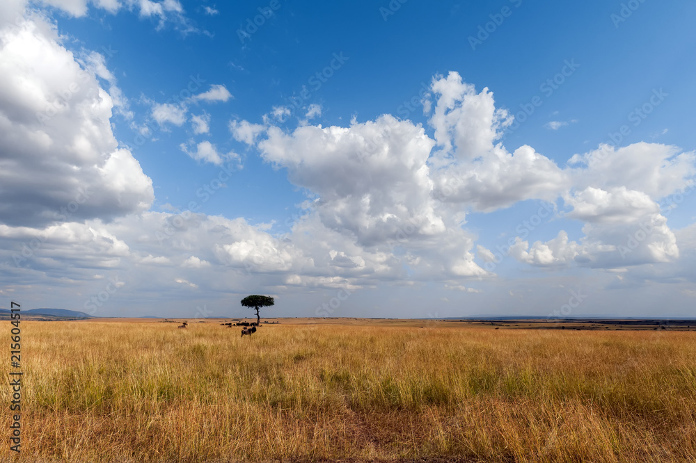Savannah landscape in the National park of Kenya Savannah landscape in the National park of Kenya