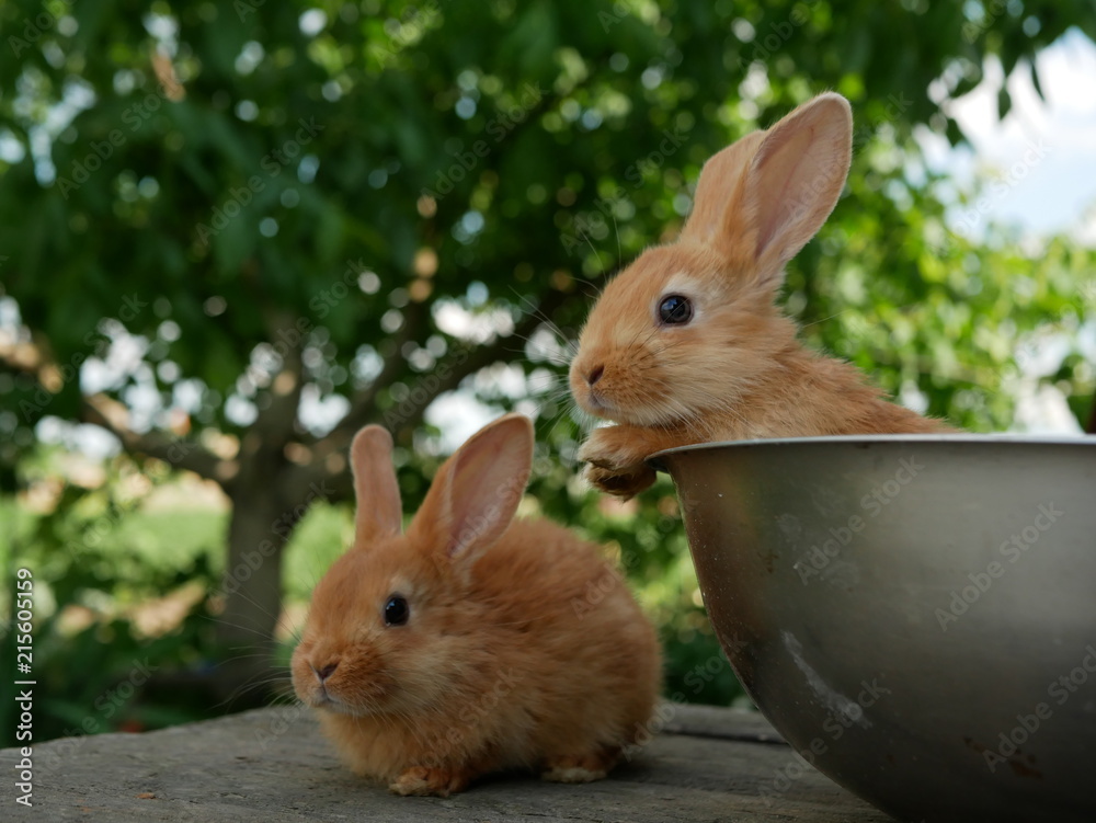 Fototapeta premium Polonne / Ukraine - 3 June 2018: Two rabbits