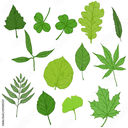 Vector Set of Cartoon Green Tree Leaves.