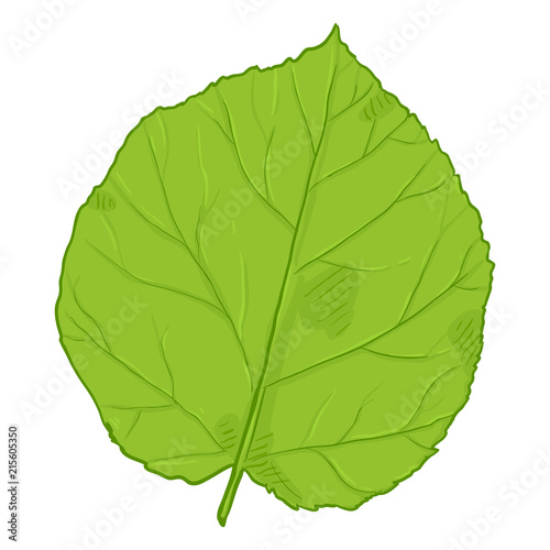 Vector Cartoon Illustration - Green Leaf of Hazel Tree