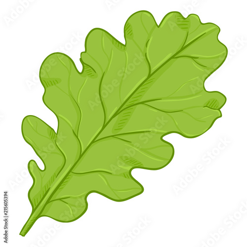 Vector Cartoon Illustration - Green Leaf of Oak Tree