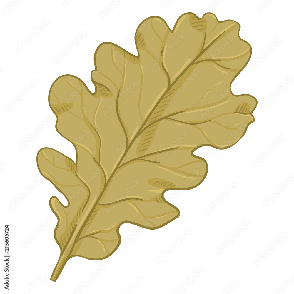 Fototapeta premium Vector Cartoon Illustration - Autumn Fallen Brown Leaf of Oak Tree