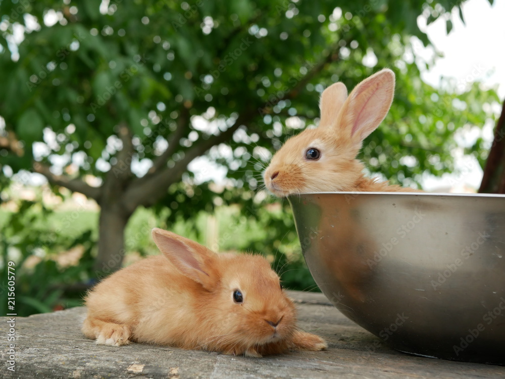 Fototapeta premium Polonne / Ukraine - 3 June 2018: Two rabbits