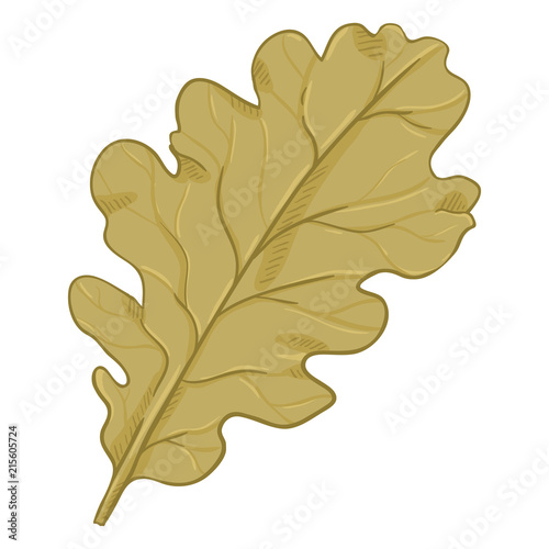 Vector Cartoon Illustration - Autumn Fallen Brown Leaf of Oak Tree