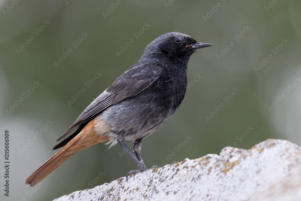 Redstart bird. A slim, striking bird, the common redstart has a distinctive bright orange-rufous rump and tail. Redstart bird. A slim, striking bird, the common redstart has a distinctive bright orange-rufous rump and tail.