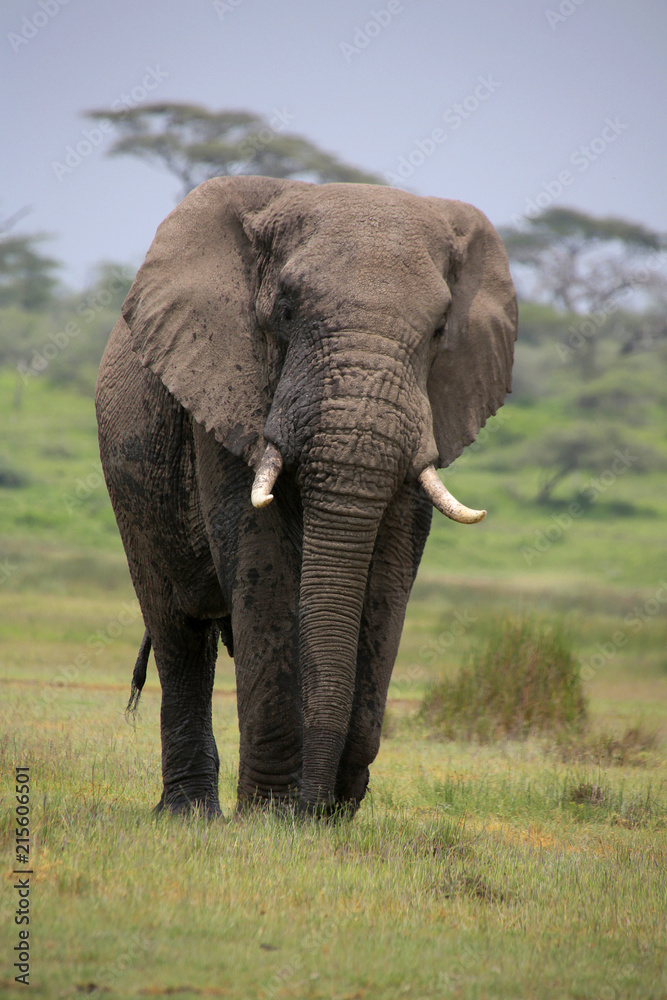 Fototapeta premium Afrikanischer Elefant (Loxodonta africana) 