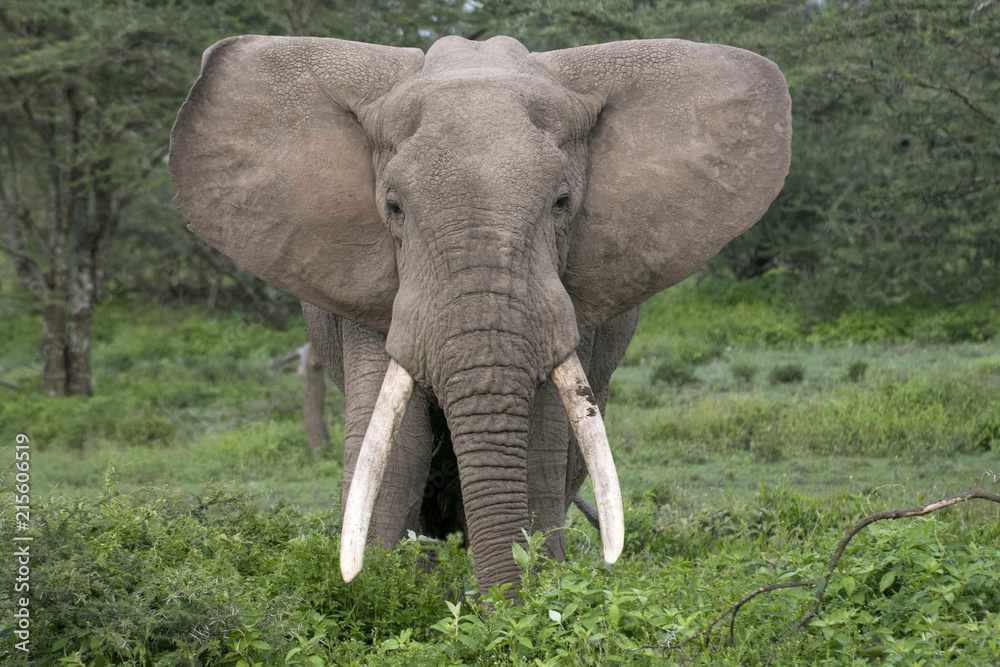 Afrikanische Elefant (Loxodonta africana) 