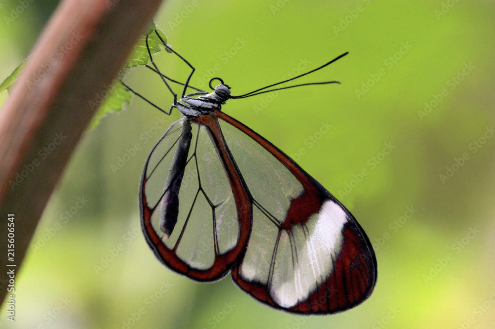 Fototapeta premium Glasflügelfalter (Greta oto) Schmetterling